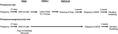 Maternal Experience Does Not Predict Fear Extinction and Anxiety-Like Behaviour in Primiparous Rats Post-weaning